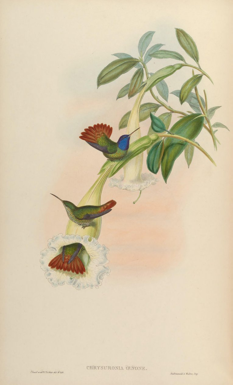 krizuronya oenone by John Gould
