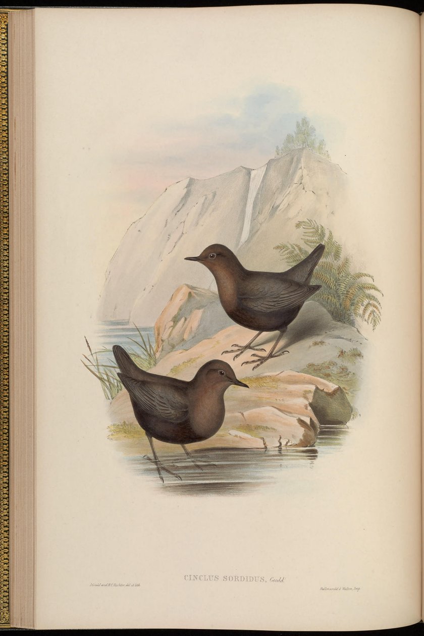Cinclus sordidus = Cinclus cinclus cashmeriensis ref