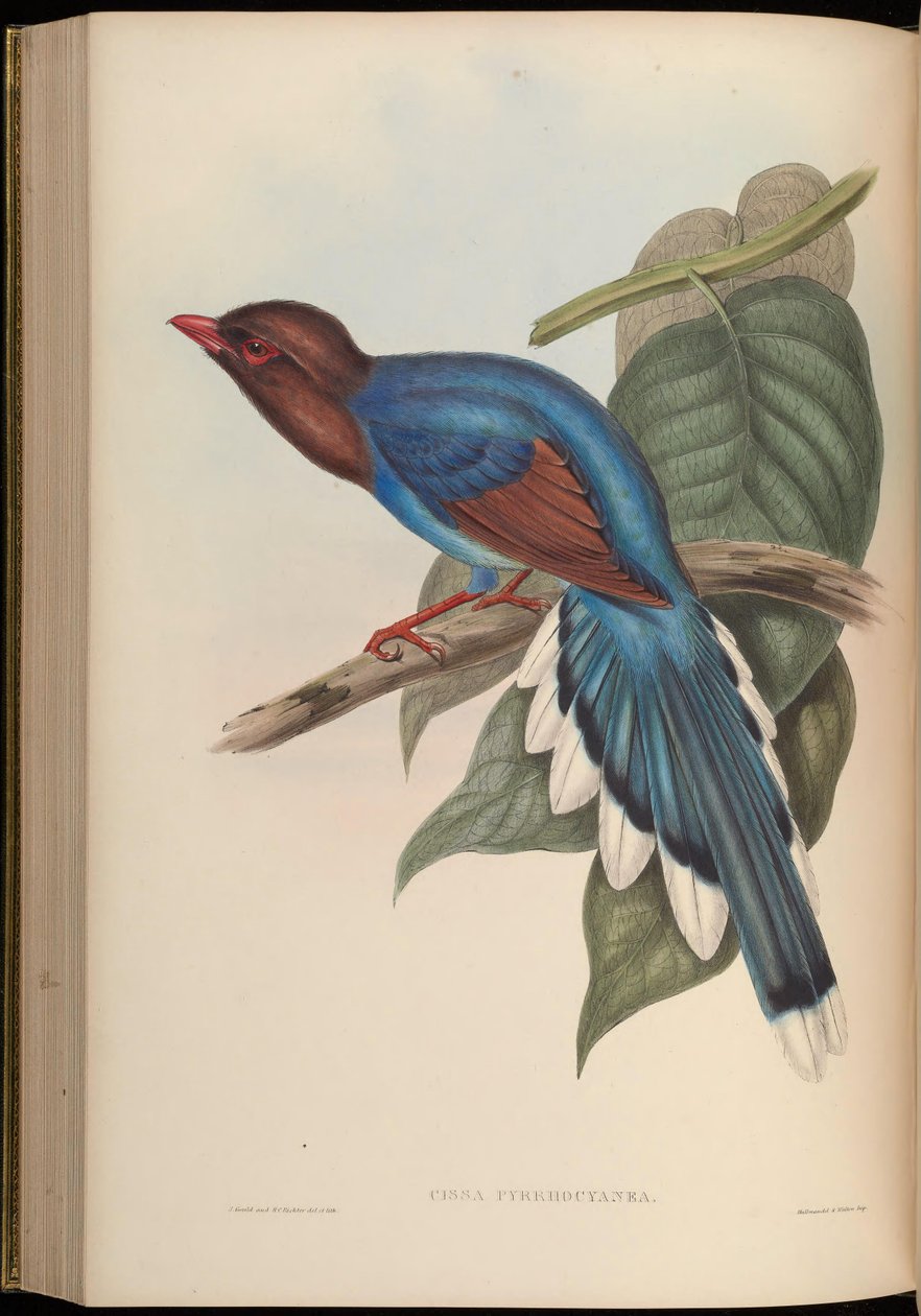 Cissa pyrrhocyanea = Urocissa ornata by John Gould