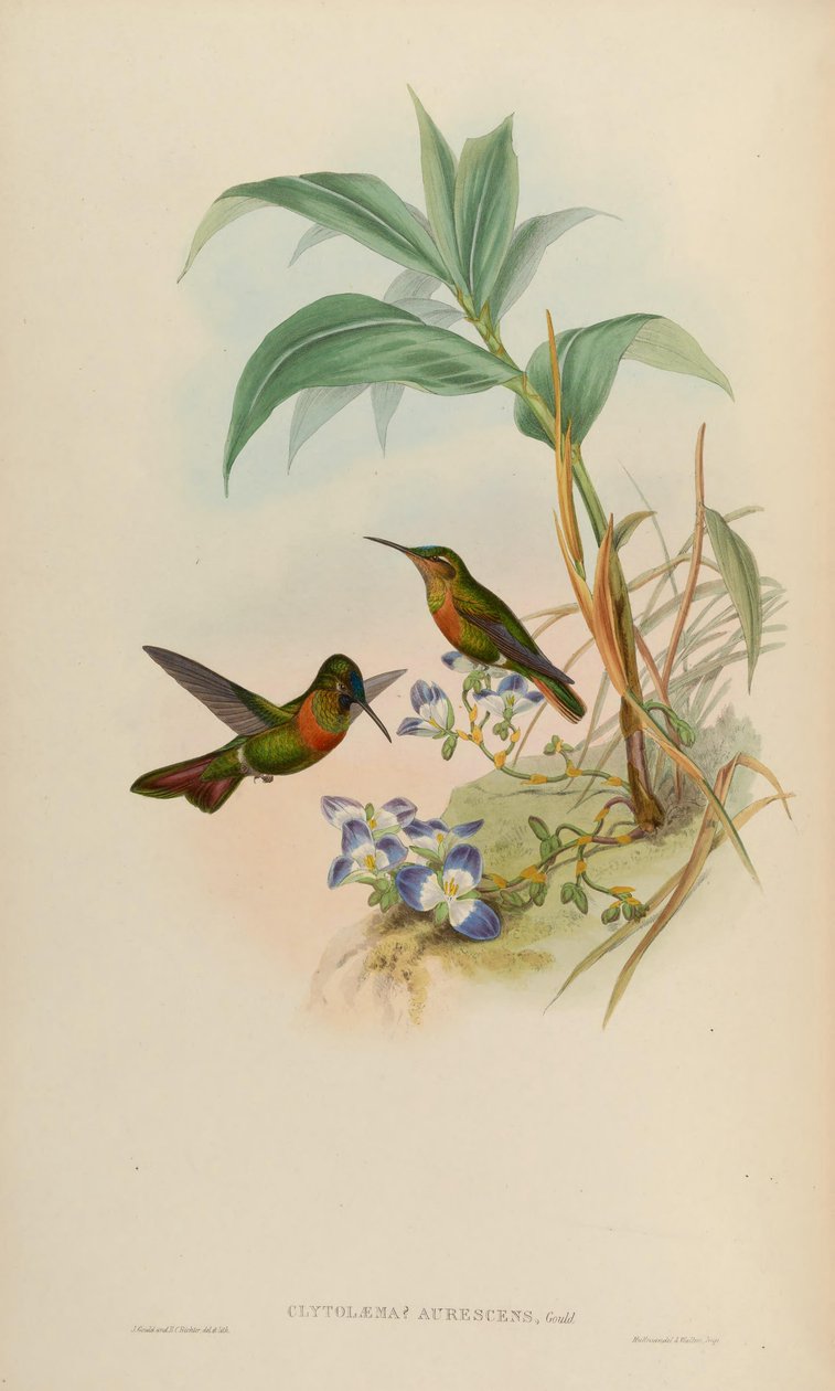Clytolaema aurescens = Polyplancta aurescens by John Gould