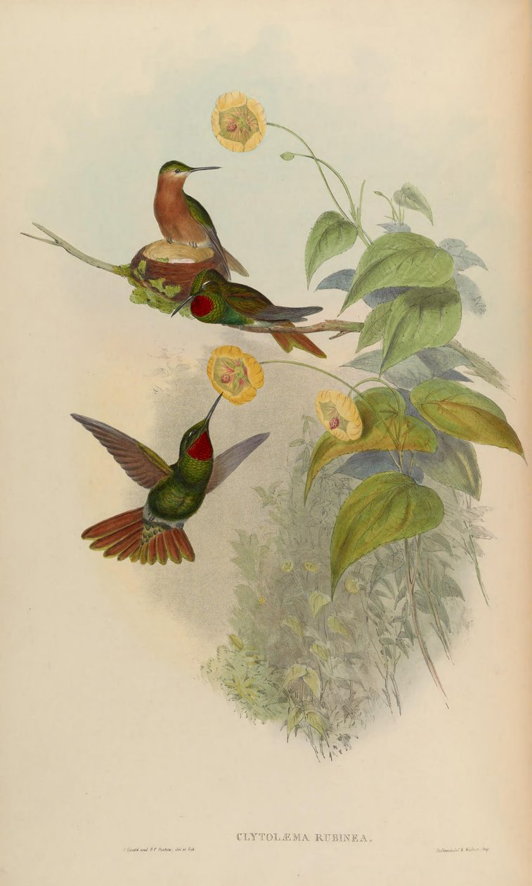 Clytolaema rubinea = Clytolaema rubinea by John Gould
