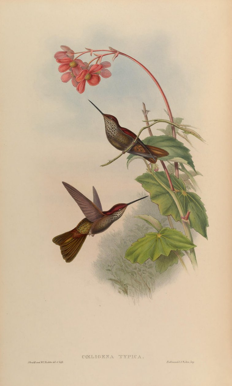 Coeligena typica = Coeligena coeligena by John Gould