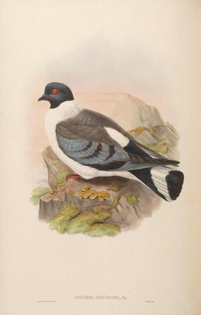Columba leuconota by John Gould