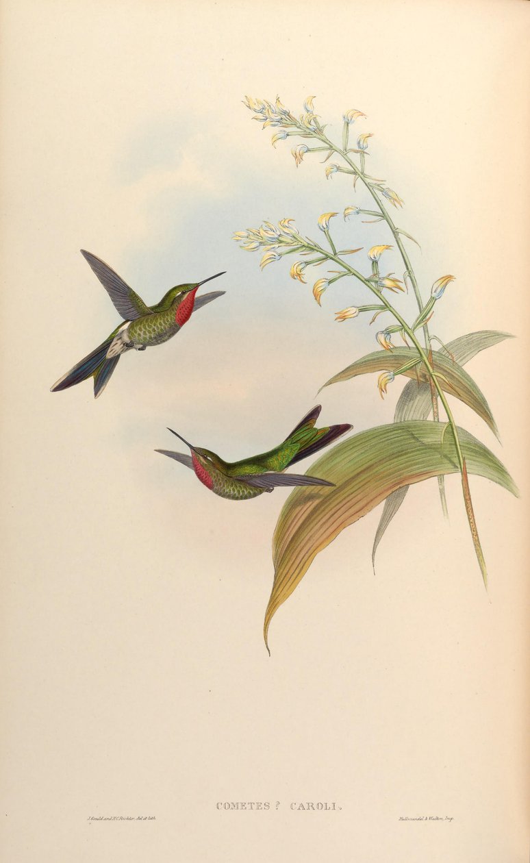 Kuyruklu yıldız caroli = Polyonomus caroli by John Gould