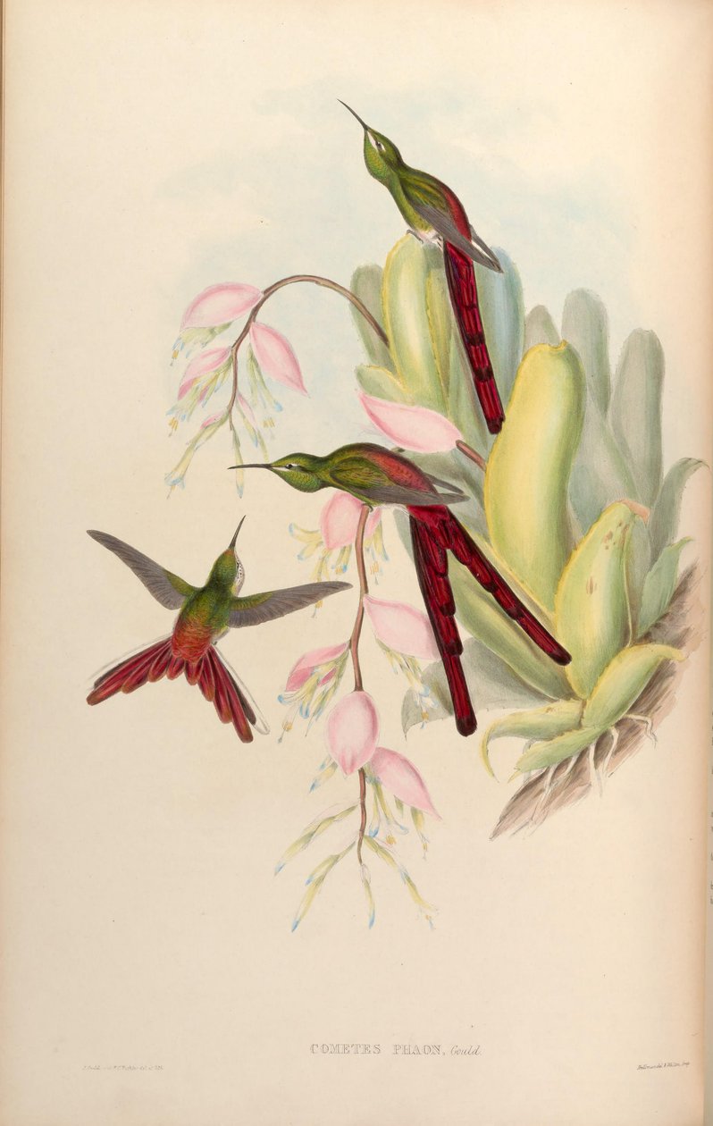 Kuyruklu yıldızlar faon = Sappho sparganura by John Gould