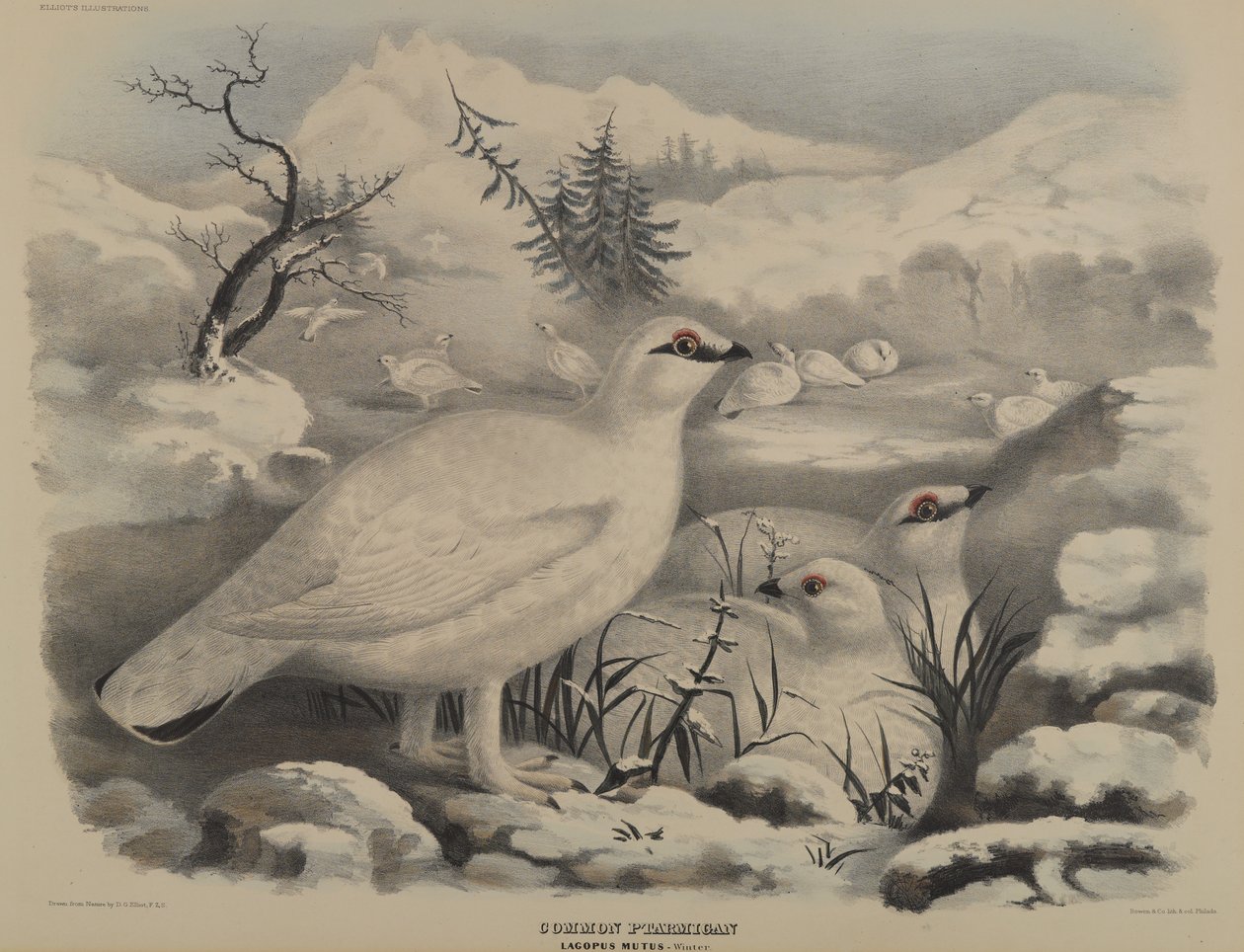 Sporadinus Elegans: Aziz Domingo Sinekkuşu by John Gould