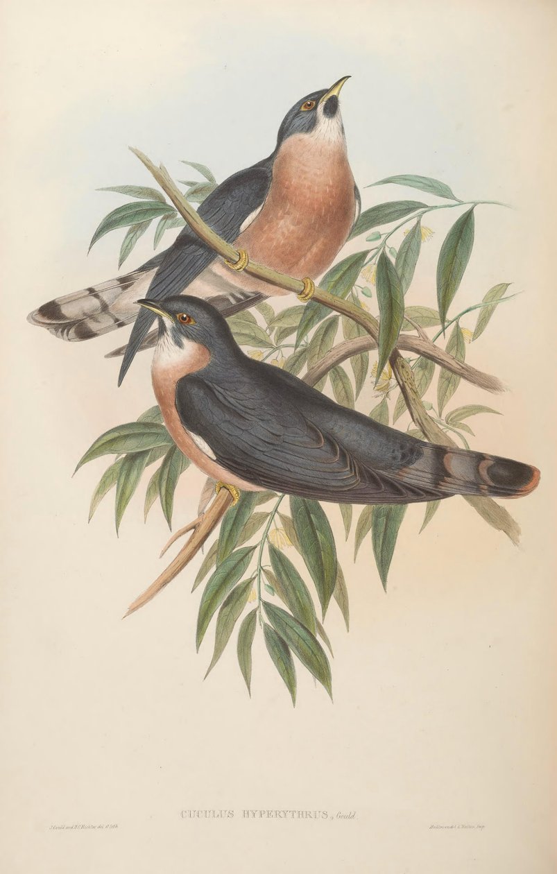 Cuculus hyperythrus = Hierococcyx hyperythrus by John Gould