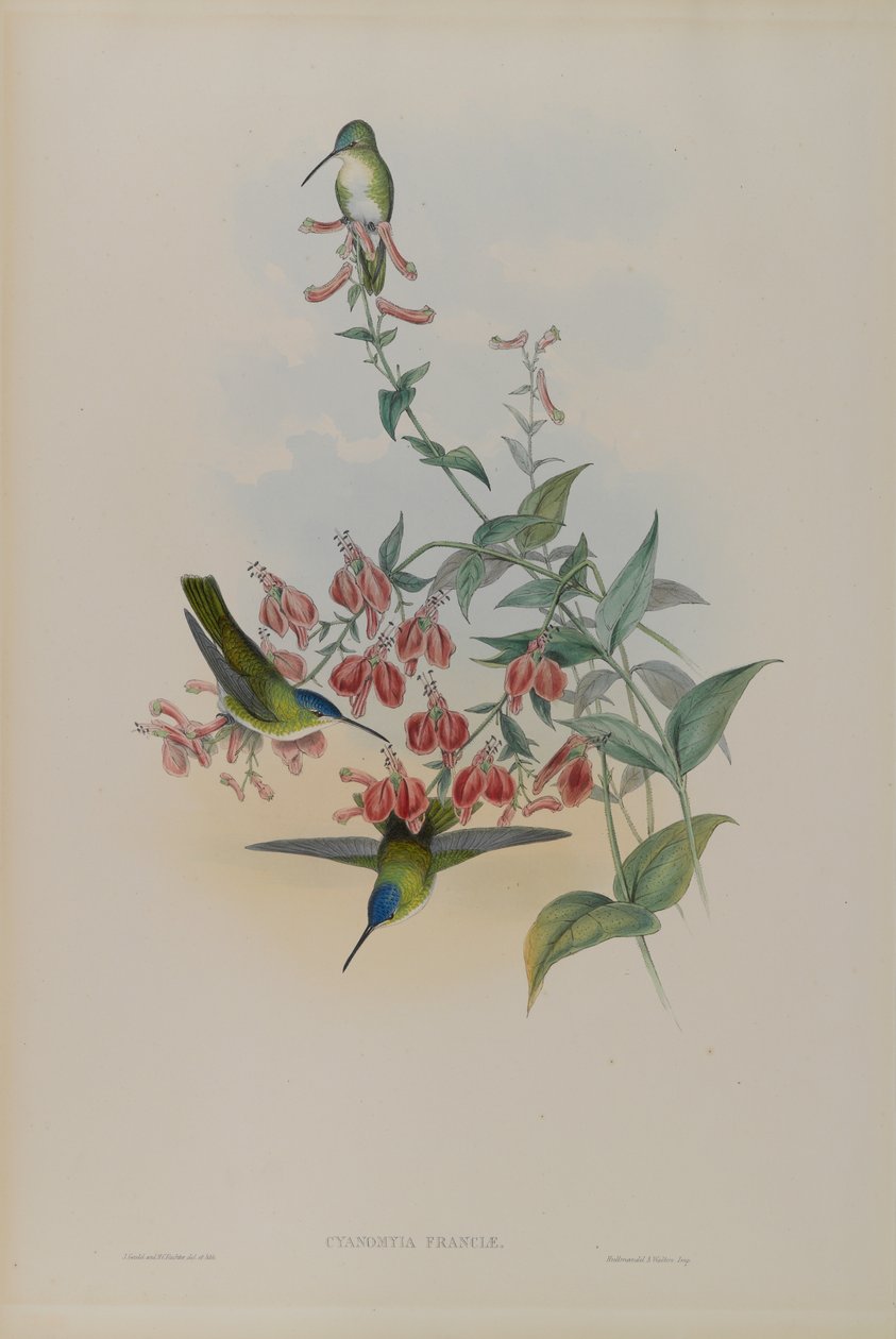 Cyanomyia Franciae: Francias Azure-Crown  by John Gould