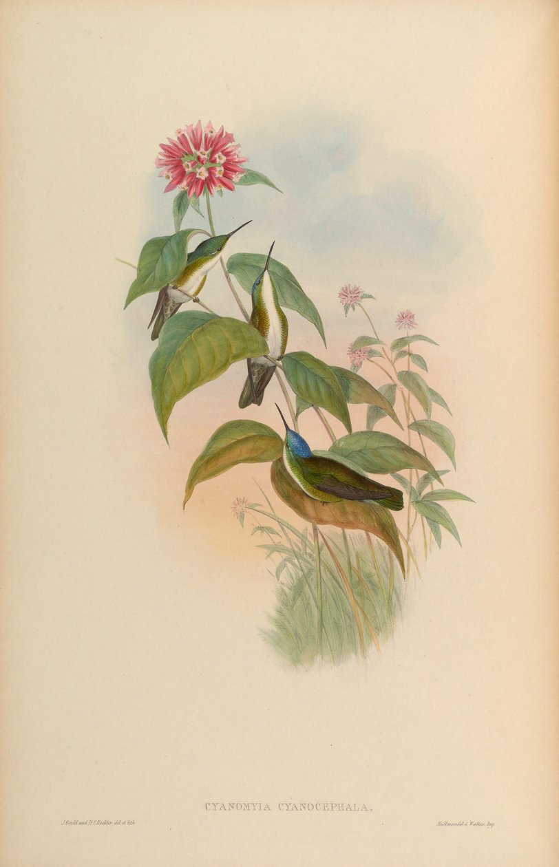 Cyanomyia cyanocephala = Amazilia cyanocephala by John Gould