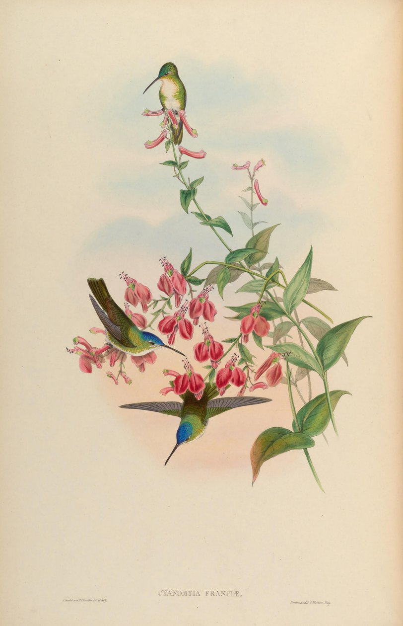 Cyanomyia franciae = Amazilia franciae by John Gould