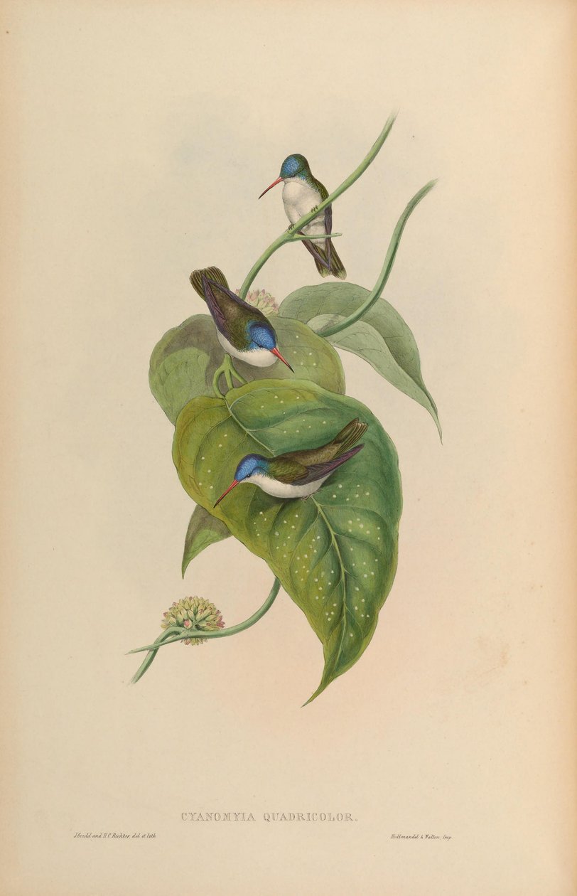 Cyanomyia quadricolor = Amazilia violiceps by John Gould