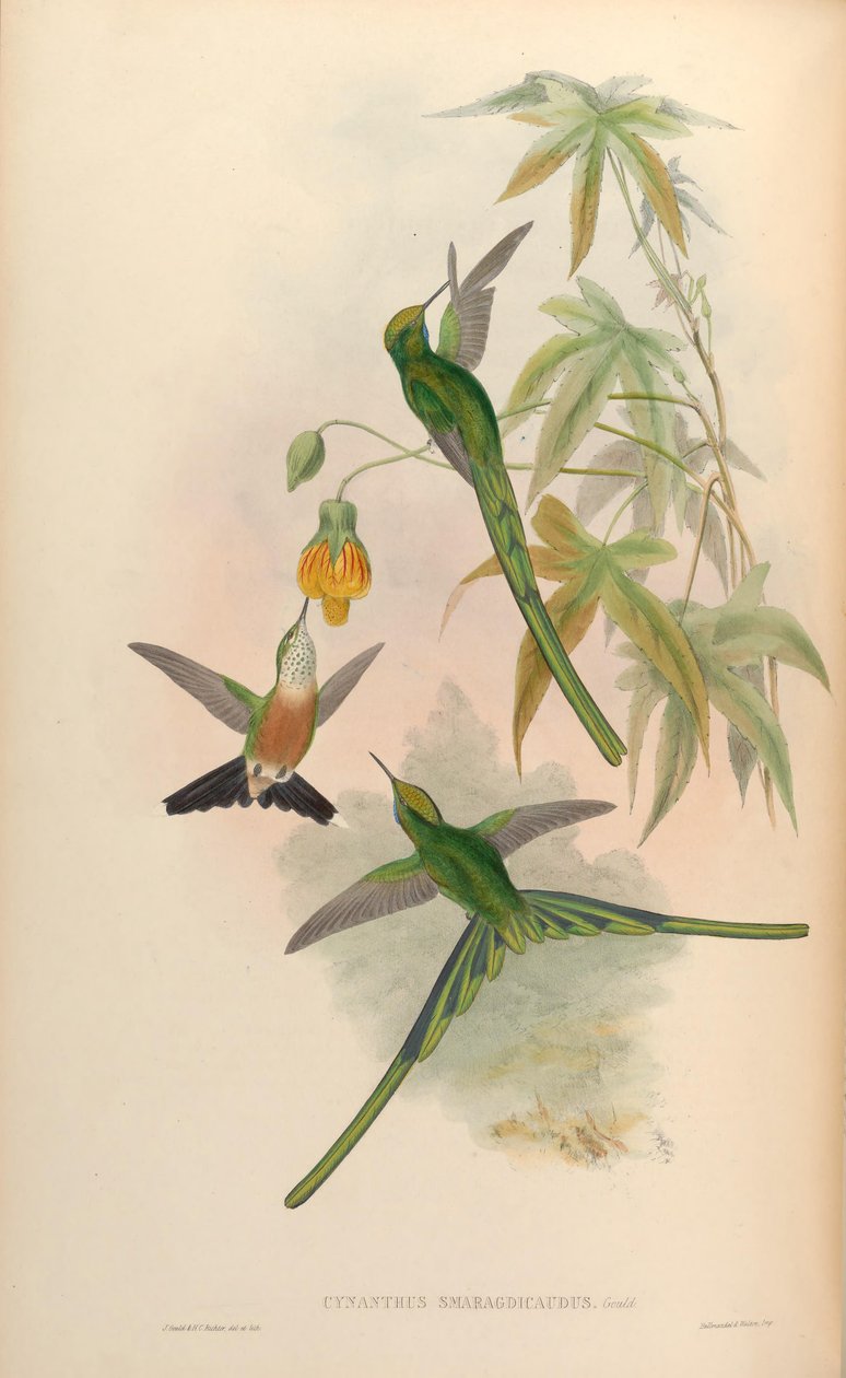 Synaranths zümrüt = Zümrüt zümrüt krallığı by John Gould