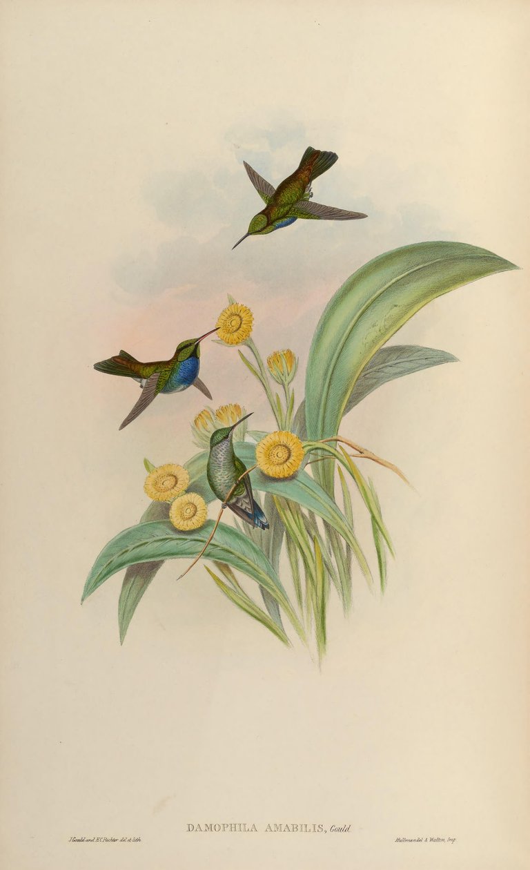 Damophila amabilis = Amazilia amabilis by John Gould