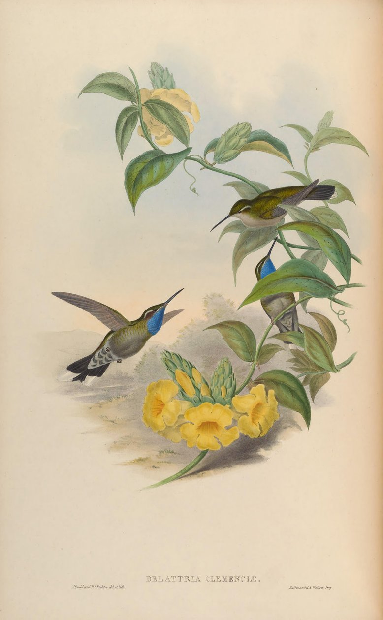 Delattria clemenciae = Lampornis clemenciae by John Gould