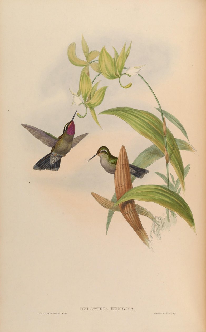 Delattria henrici = Lampornis ametistinus by John Gould