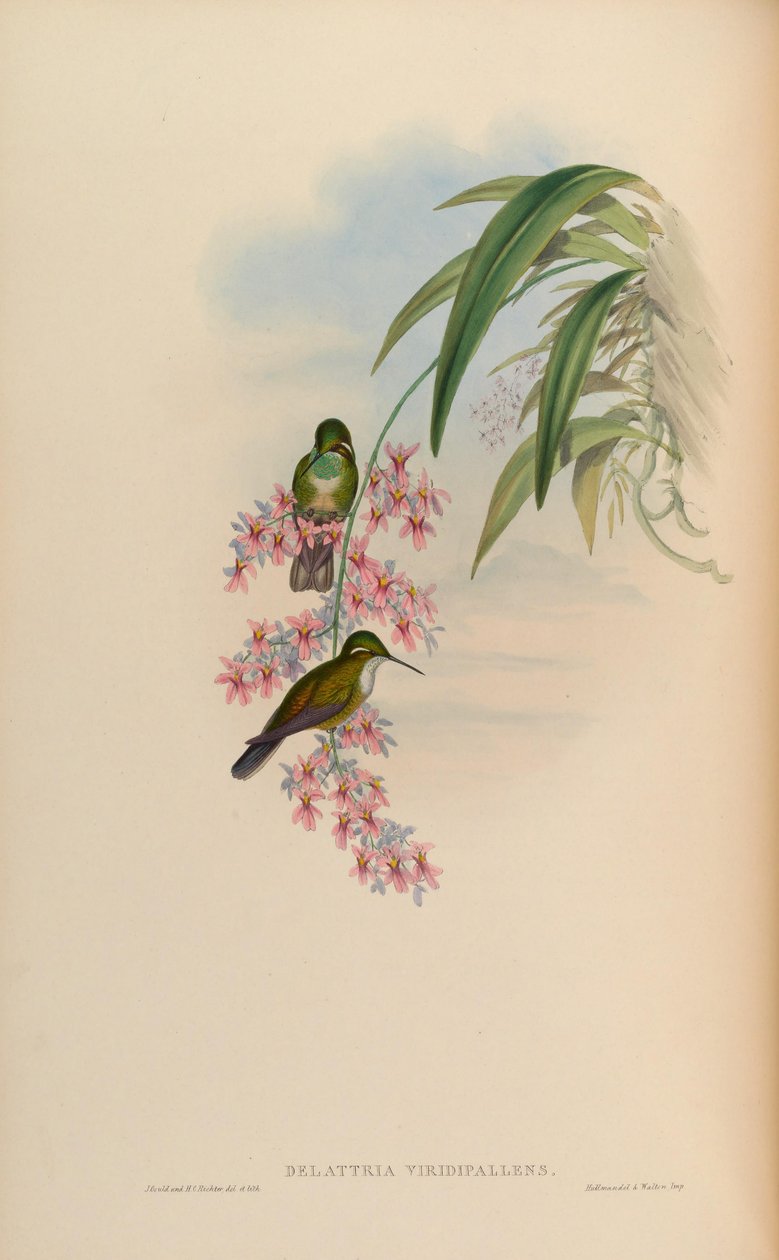 Delattria greeni = Lampornis by John Gould