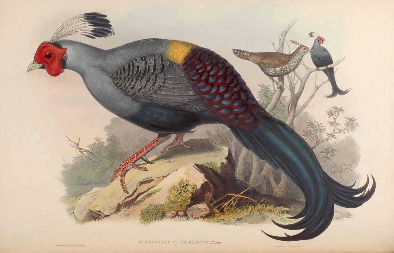 Diardigallus başrahip = Lophura diardi[2] by John Gould
