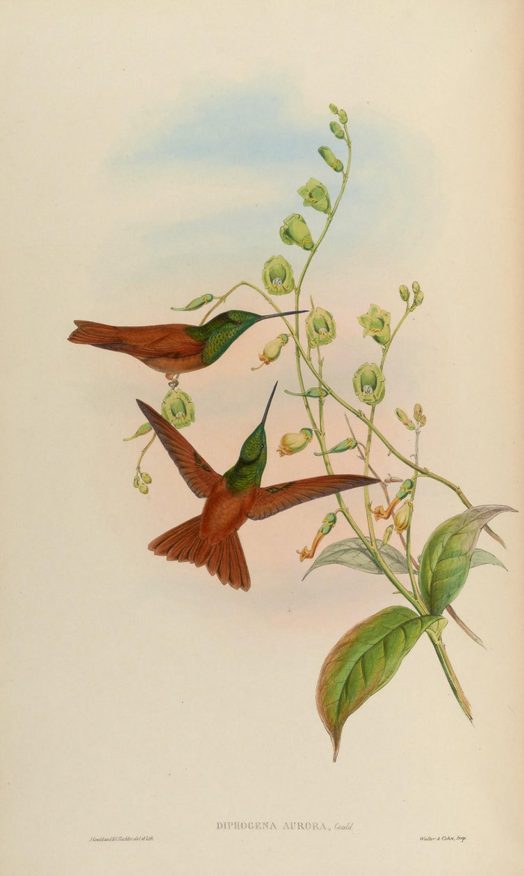 Diphogena aurora = Coeligena iris aurora by John Gould