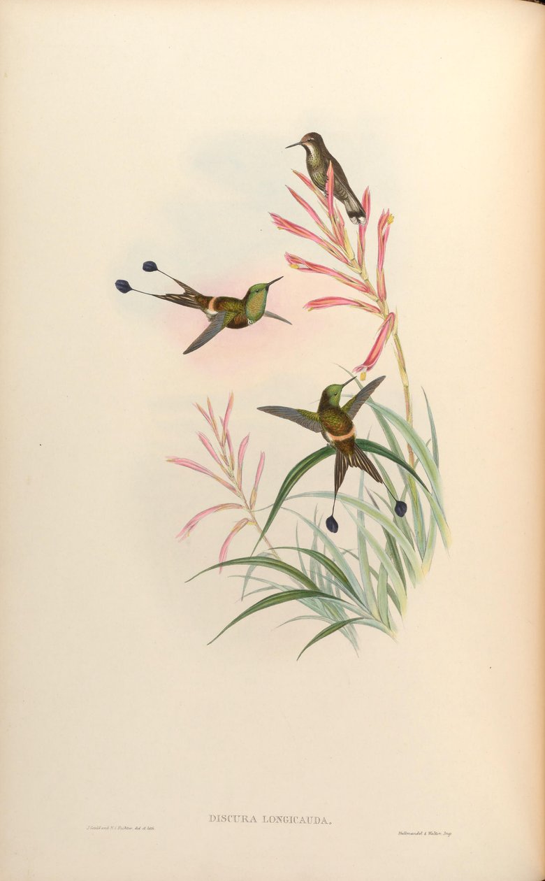 Discura longicauda = Discosura longicauda by John Gould