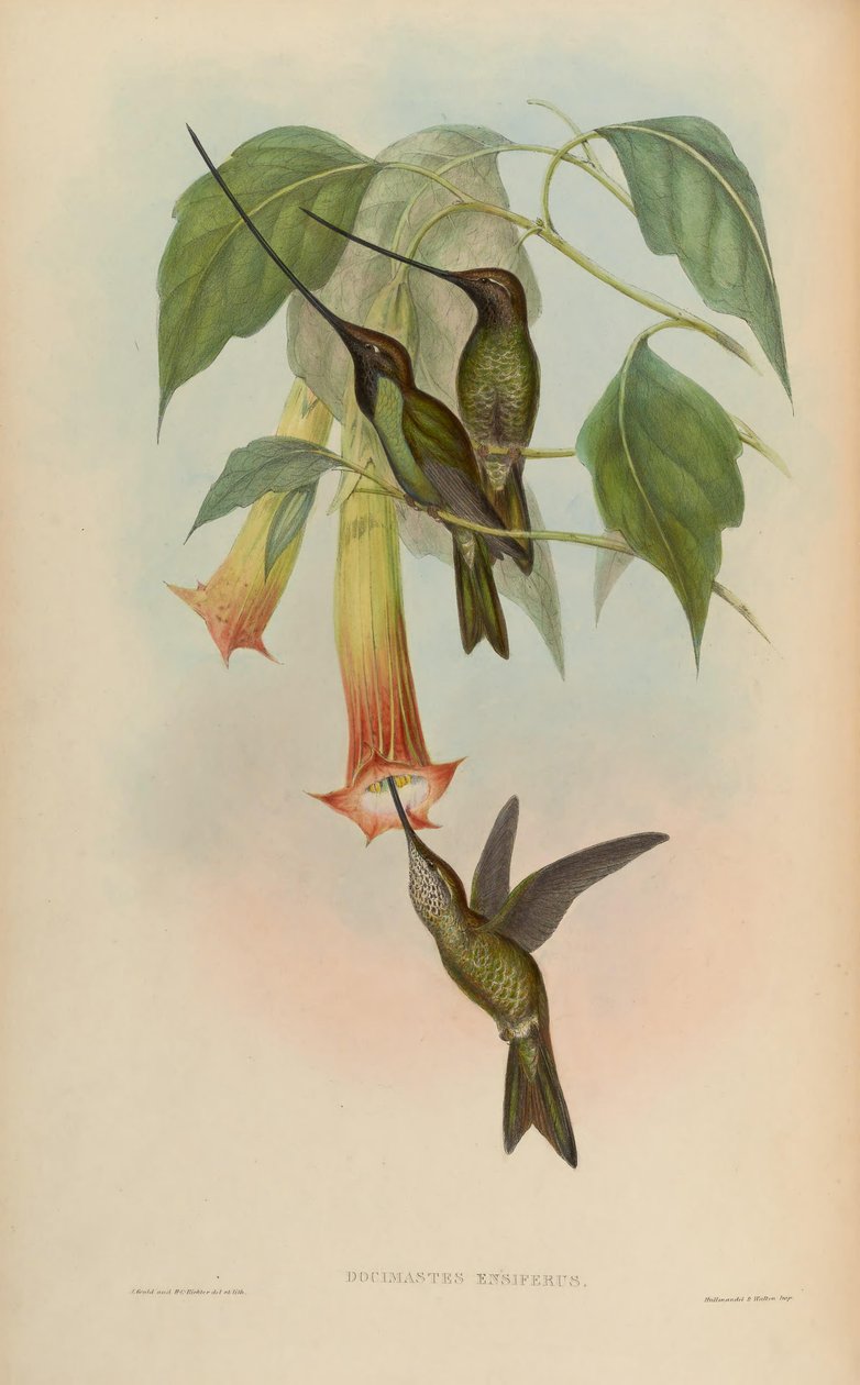 Docimastes ensiferus = Ensifera ensifera by John Gould
