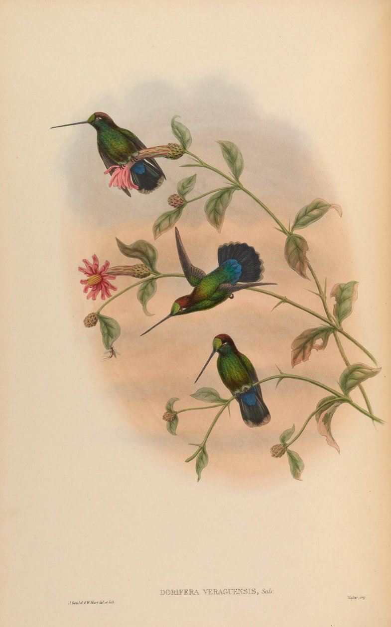 Dorifera veraguensis = Doryfera ludovicae veraguensis by John Gould