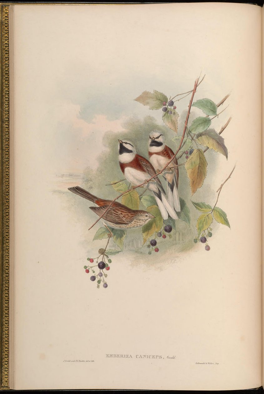 Emberiza caniceps = Emberiza stewarti by John Gould