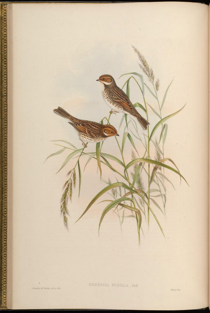 Emberiza pusilla by John Gould