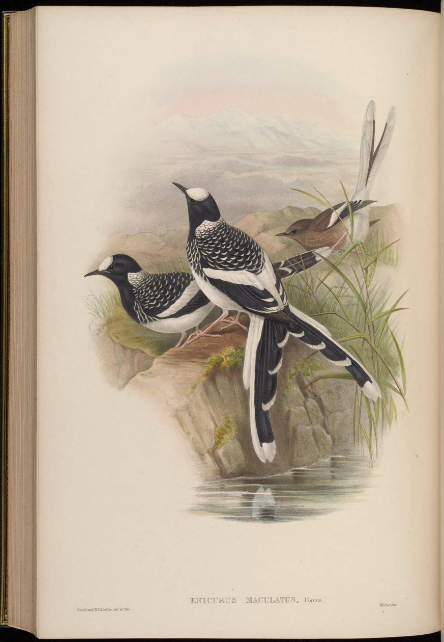 Enicurus maculatus by John Gould