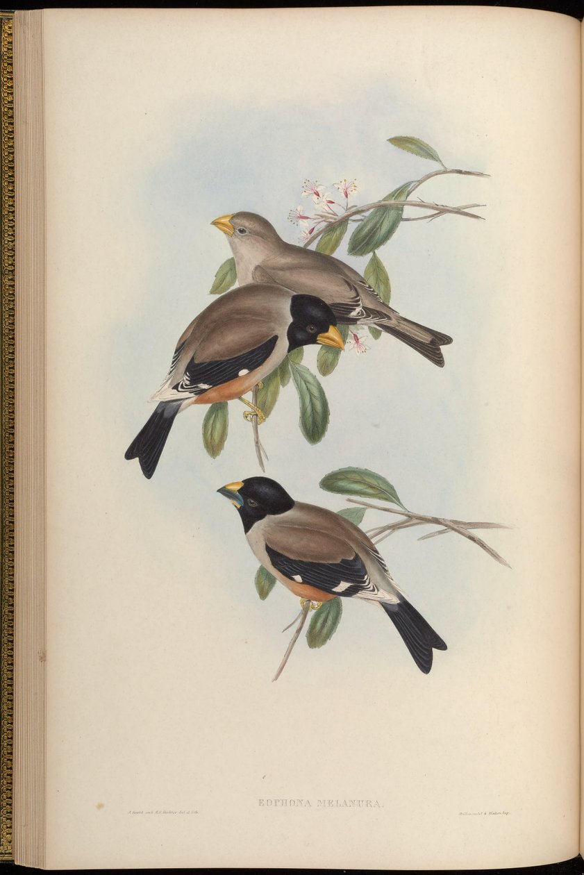 Eophona melanura = Eophona göçü by John Gould