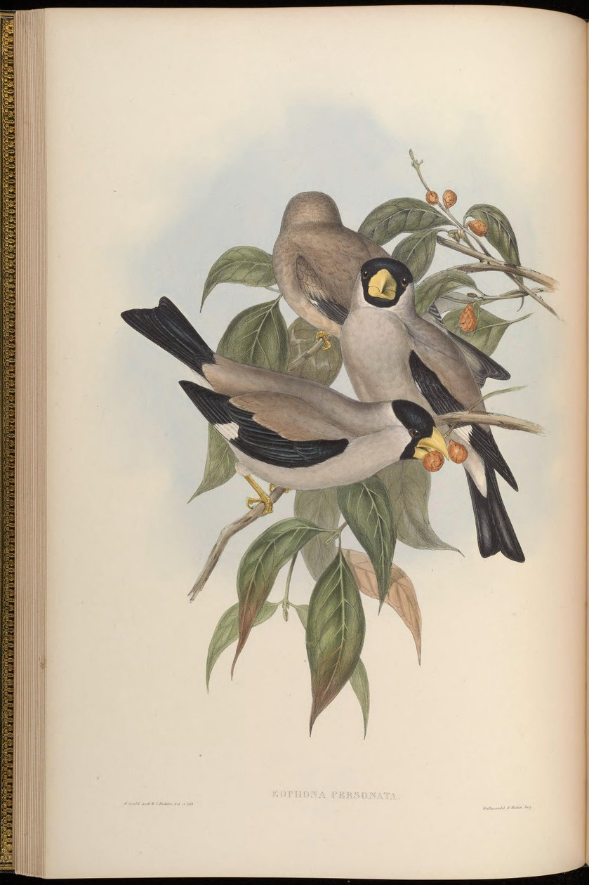 Eophona kişisi by John Gould