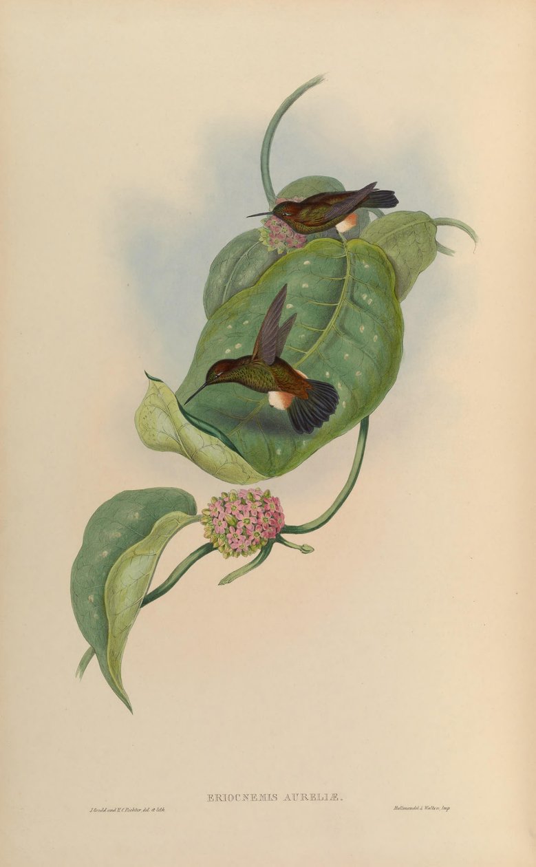 Eriocnemis pupası = Haplophaedia pupası by John Gould
