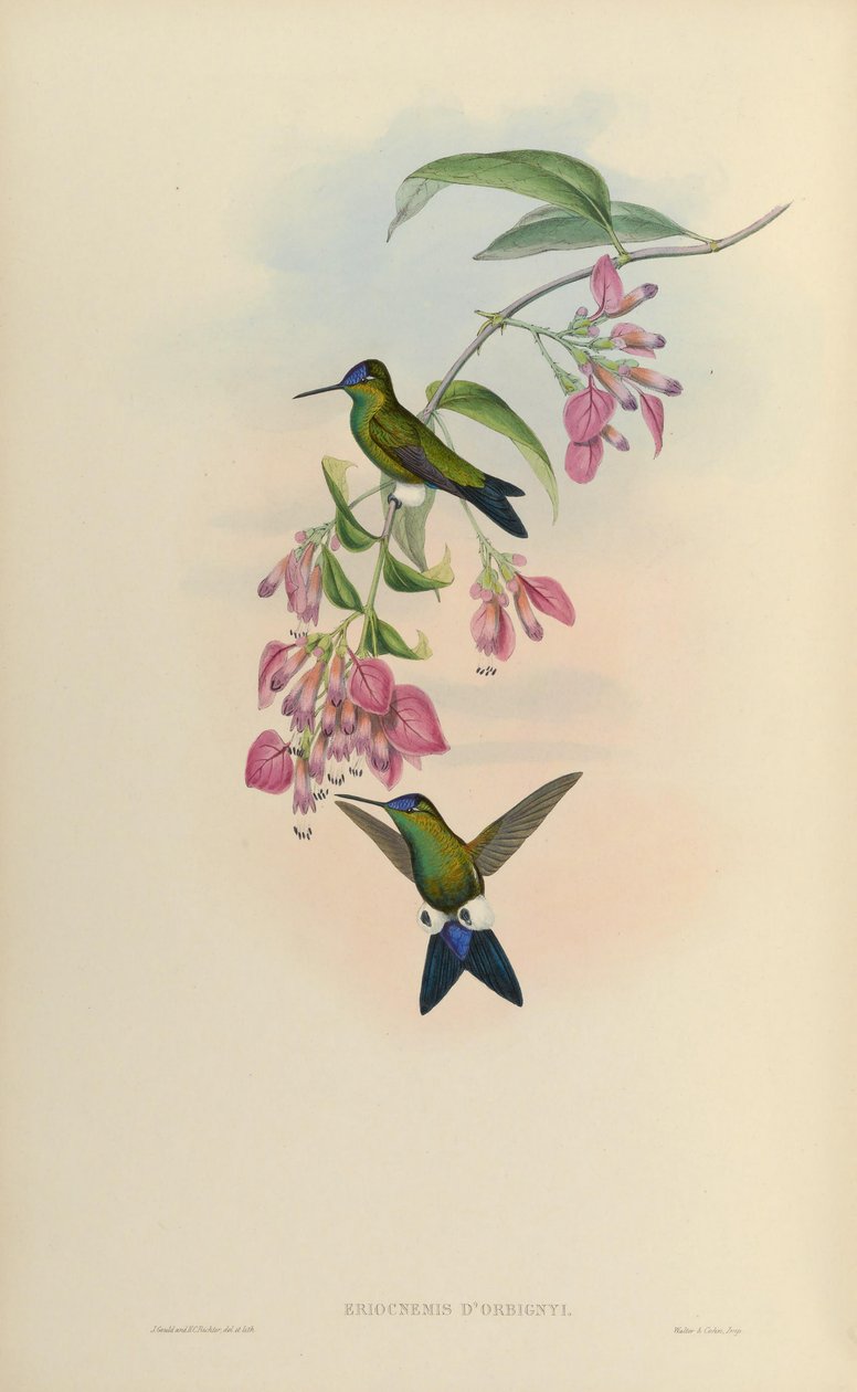 Eriocnemis dorbignyi = Eriocnemis glaucopoides by John Gould