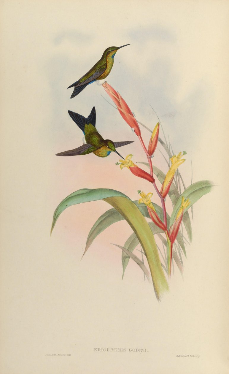 Eriotsnemis yıl by John Gould