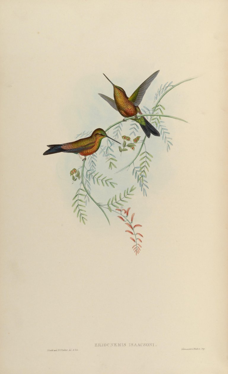 Eriocnemis isaacsoni = Eriocnemis sp. x Helianthea sp by John Gould