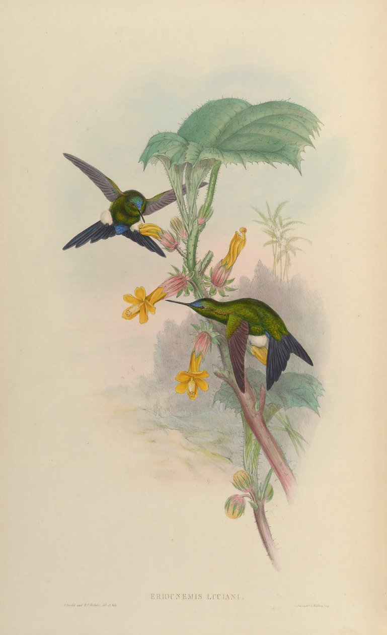 Eriocnemis luciani by John Gould