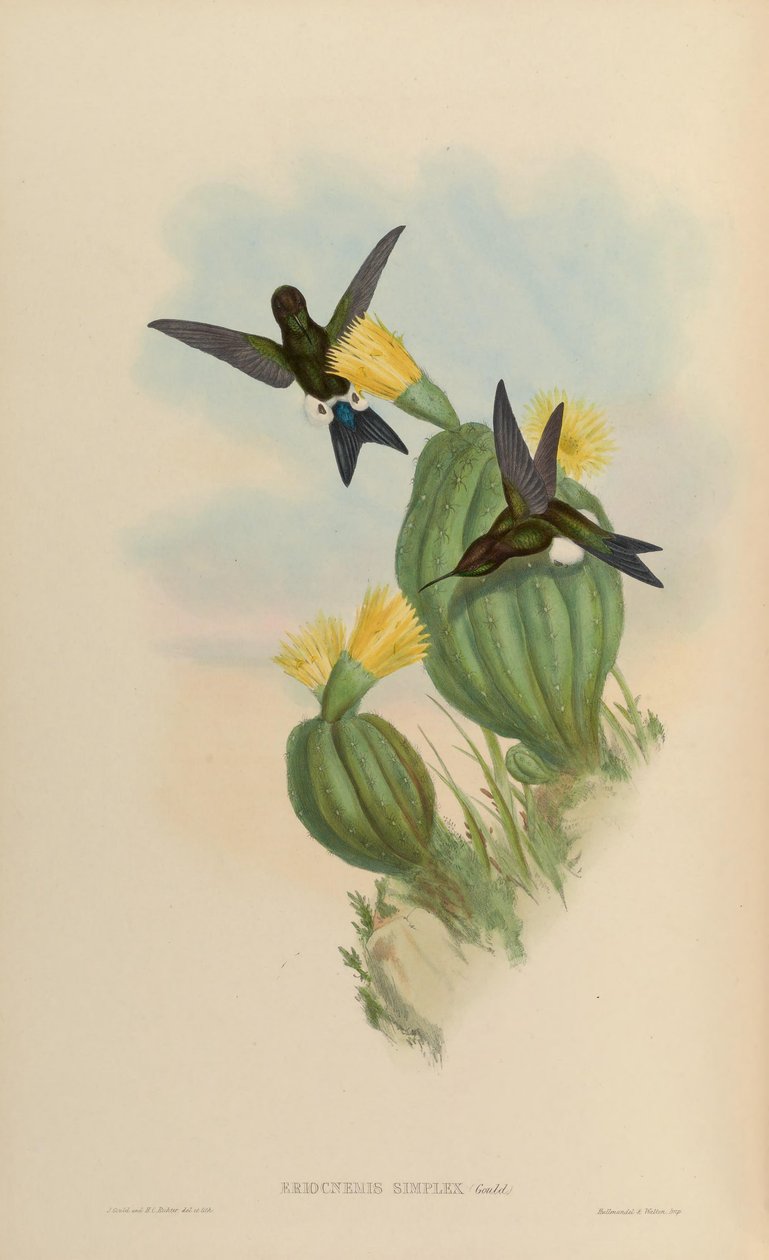 Eriocnemis simpleks = Eriocnemis cupreoventris by John Gould