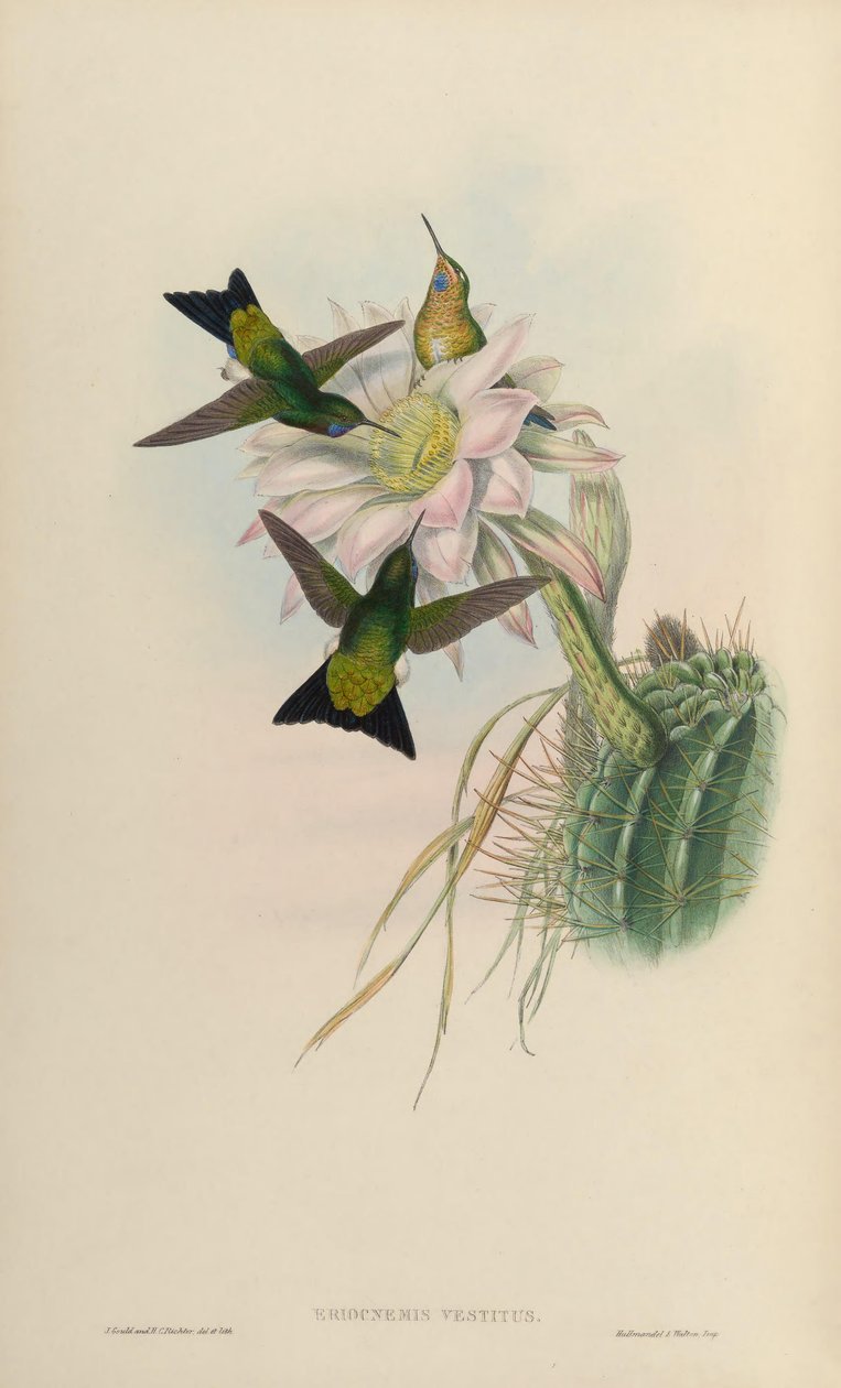 Eriocnemis vestitus = Eriocnemis vestita by John Gould