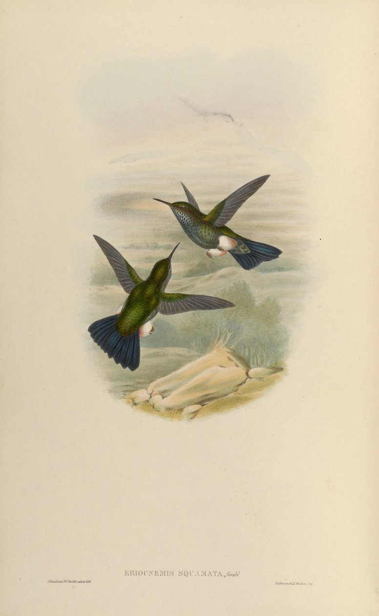 Eriocnemys lugens = Happlophaedia by John Gould