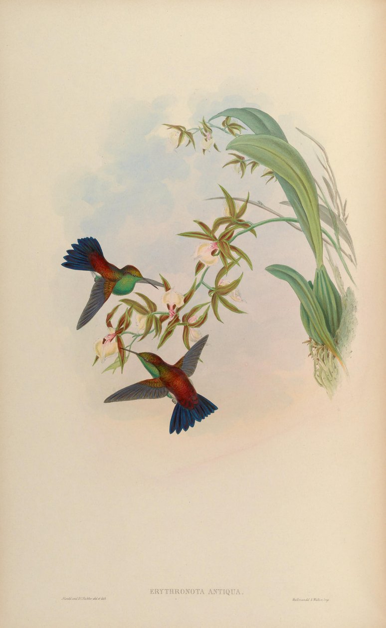 Erythronota antiqua = Amazilia tobaci erythronotos by John Gould