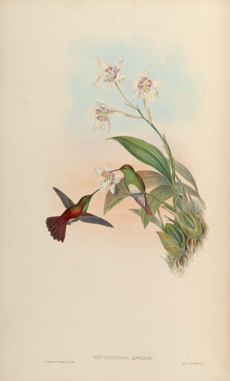 Erythronota edwardi = Amazilia edward by John Gould