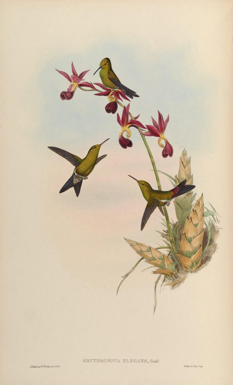 Erythronota elegans = Klorostilbon elegans by John Gould
