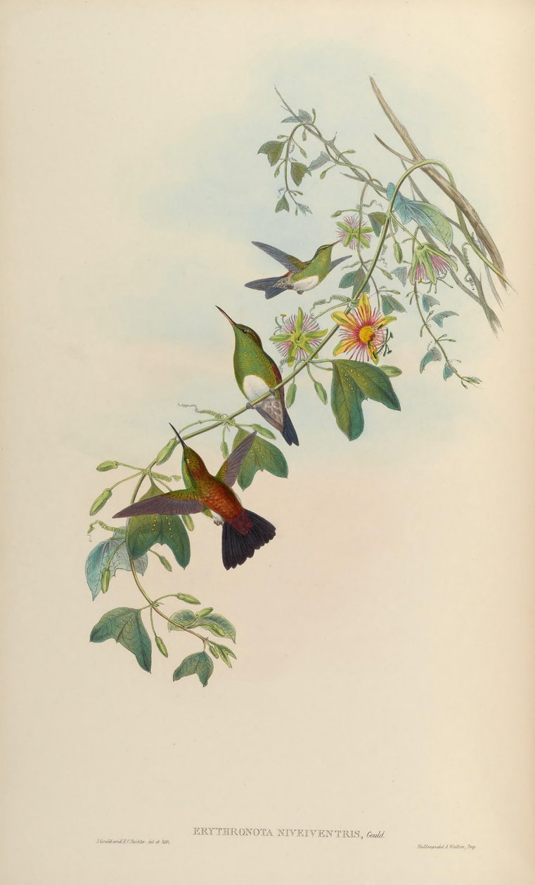 Erythronota niveiventris = Amazilia edward niveiventris by John Gould