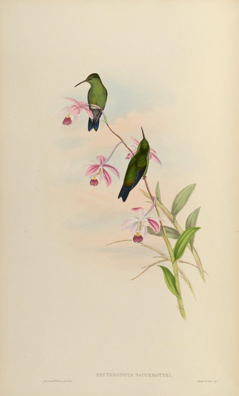 Erythronota sosurottei = Amazilia tabağı tabağı tabağı tabağı by John Gould