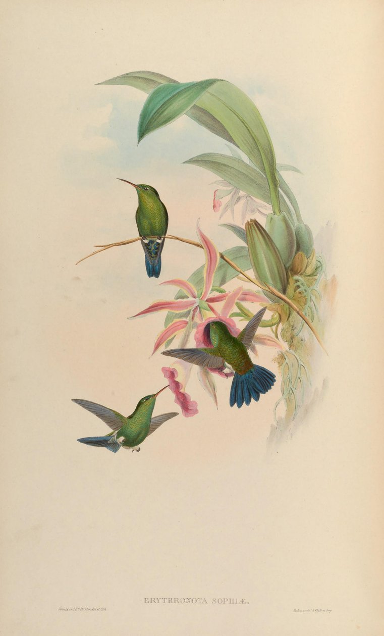 Erythronota sophiae = Amazilia tabağı by John Gould