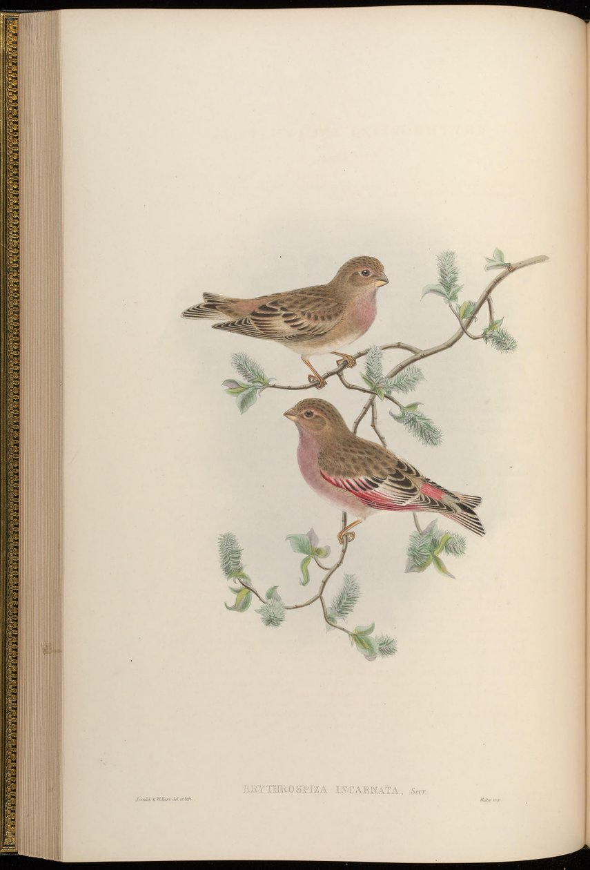 Erythrospiza incarnata = Bucanetes mongolicus [2] by John Gould