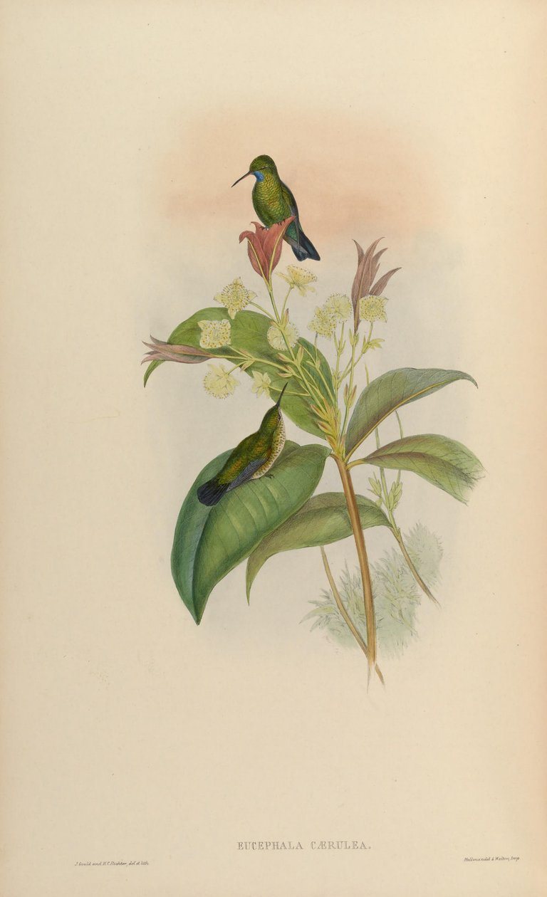 Eucephala mavisi = Chlorestes notata by John Gould