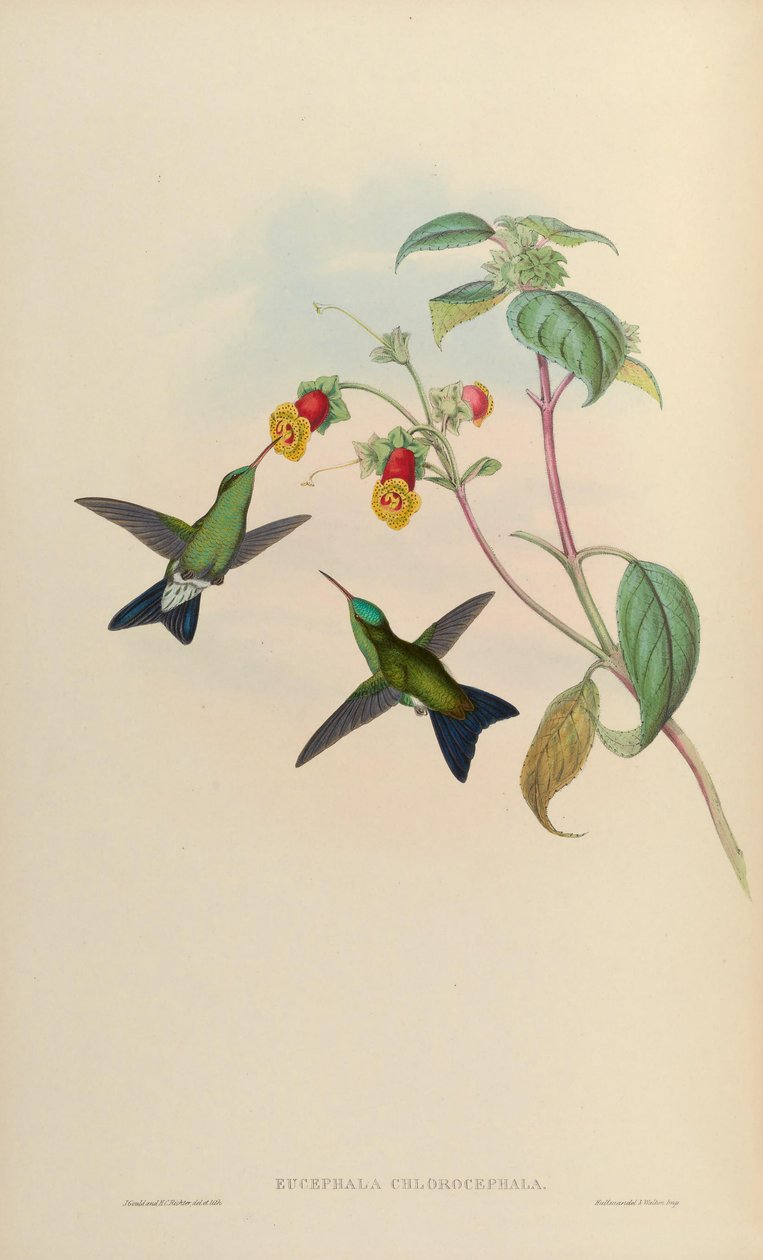 Eucephala chlorocephala = ? by John Gould