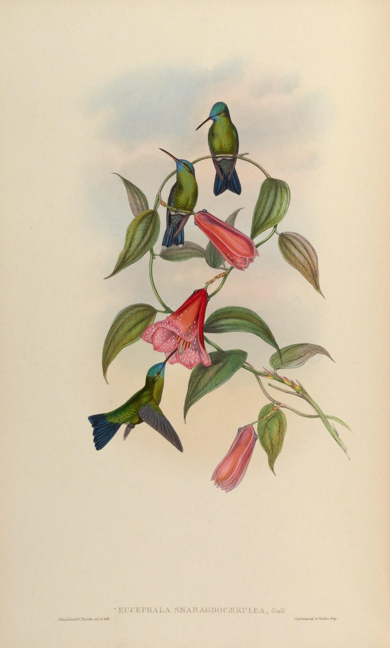 Eucephala zümrüt mavisi = Chlorestes notatus X Thalurania glaucopis by John Gould
