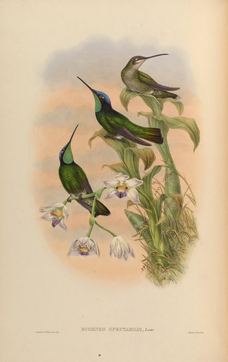 Eugene spectabilis = Eugene spectabilis by John Gould