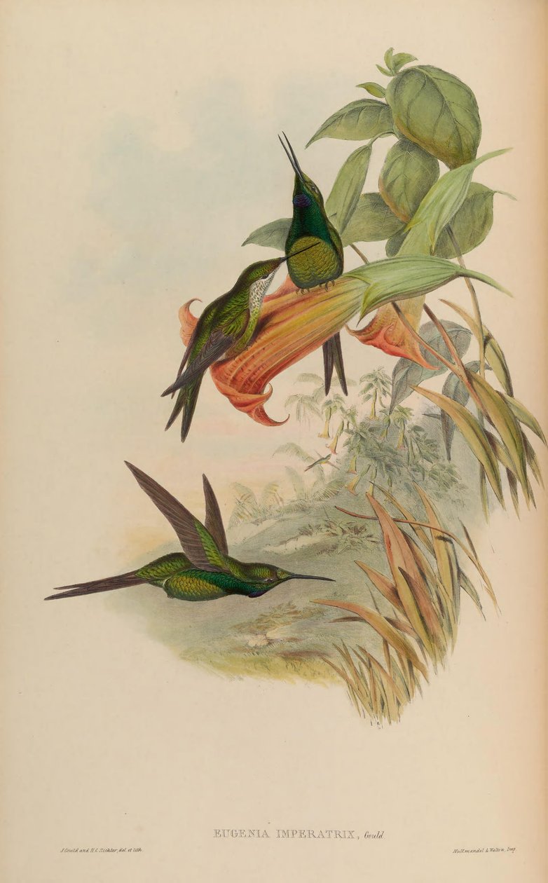 İmparatoriçe Eugenia = İmparatoriçe Heliodox by John Gould